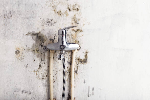 Best Mold Remediation Services  in Muleshoe, TX