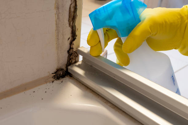 Best Mold Damage Repair  in Muleshoe, TX