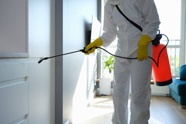 Best Mold Damage Repair  in Muleshoe, TX