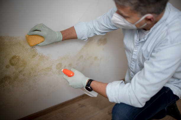 Office Mold Removal Services in Muleshoe, TX