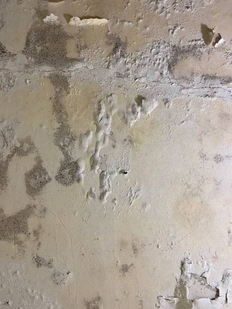 Best Mold Removal Company Near Me  in Muleshoe, TX