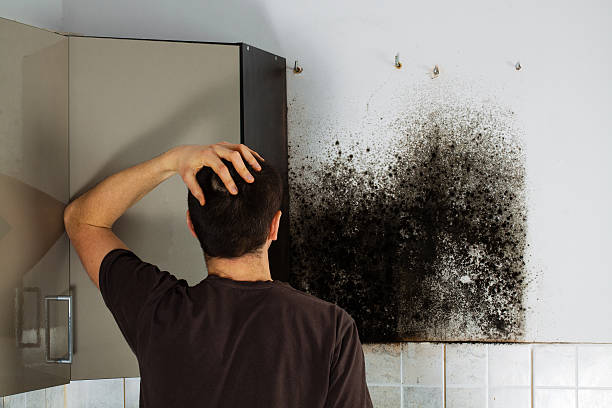 Best Black Mold Removal  in Muleshoe, TX