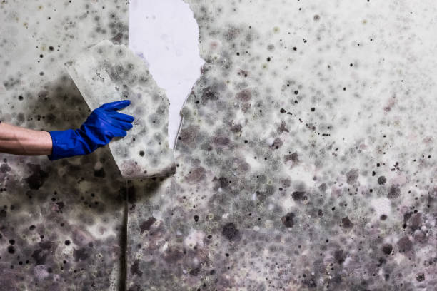 Best Mold Damage Repair  in Muleshoe, TX