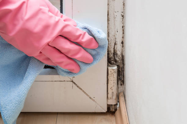 Best Toxic Mold Removal  in Muleshoe, TX