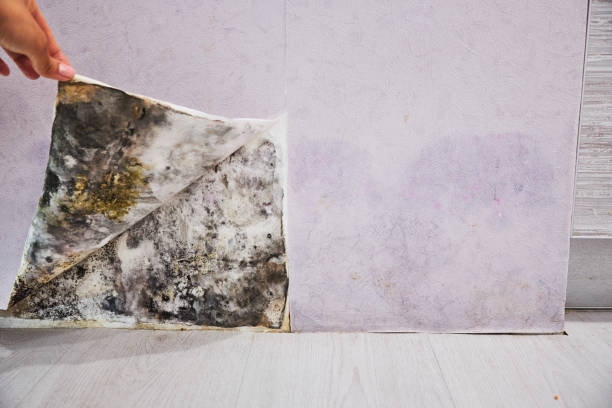 Best Commercial Mold Removal  in Muleshoe, TX